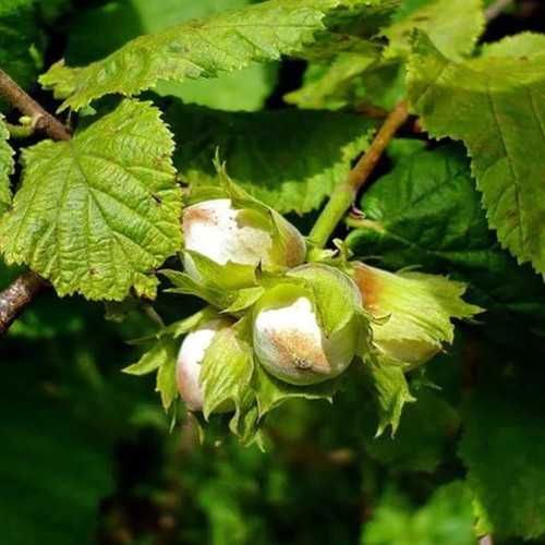 Саженцы Калина,  ЛЕЩИНА фундук, ХОСТА