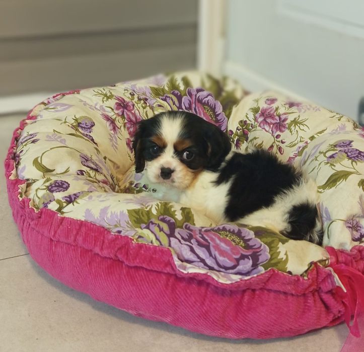 Cavalier King Charles Spaniel Suczka Gotowa do Odbioru