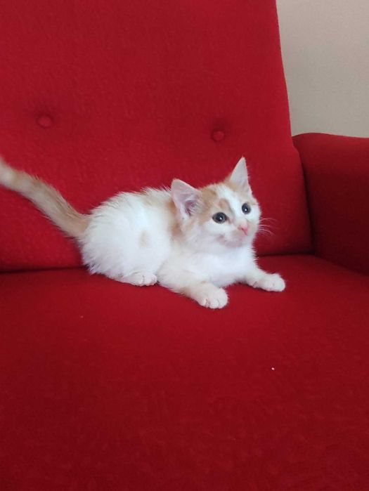 Maluszki pilnie szukają domu!!!