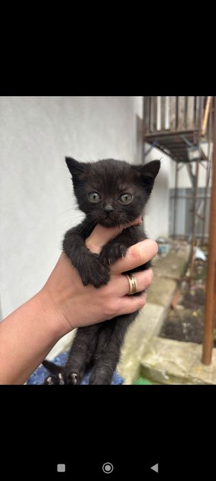 Шотланка прямоуха чистокровна