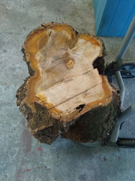 Czeczot, czeczota,drzewo na stolik,ozdobne,narośl,brzoza, stolarstwo,