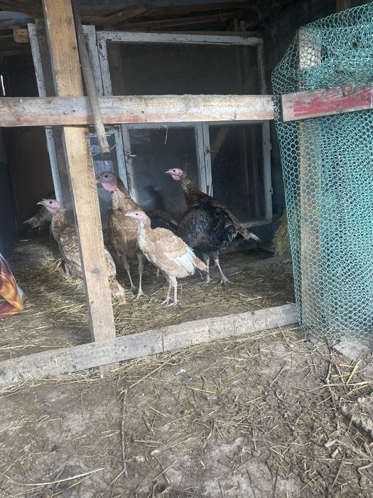 Індики породи Бурбон червоний та прості помісні  на розплід