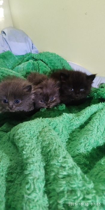 Отдам котят бесплатно