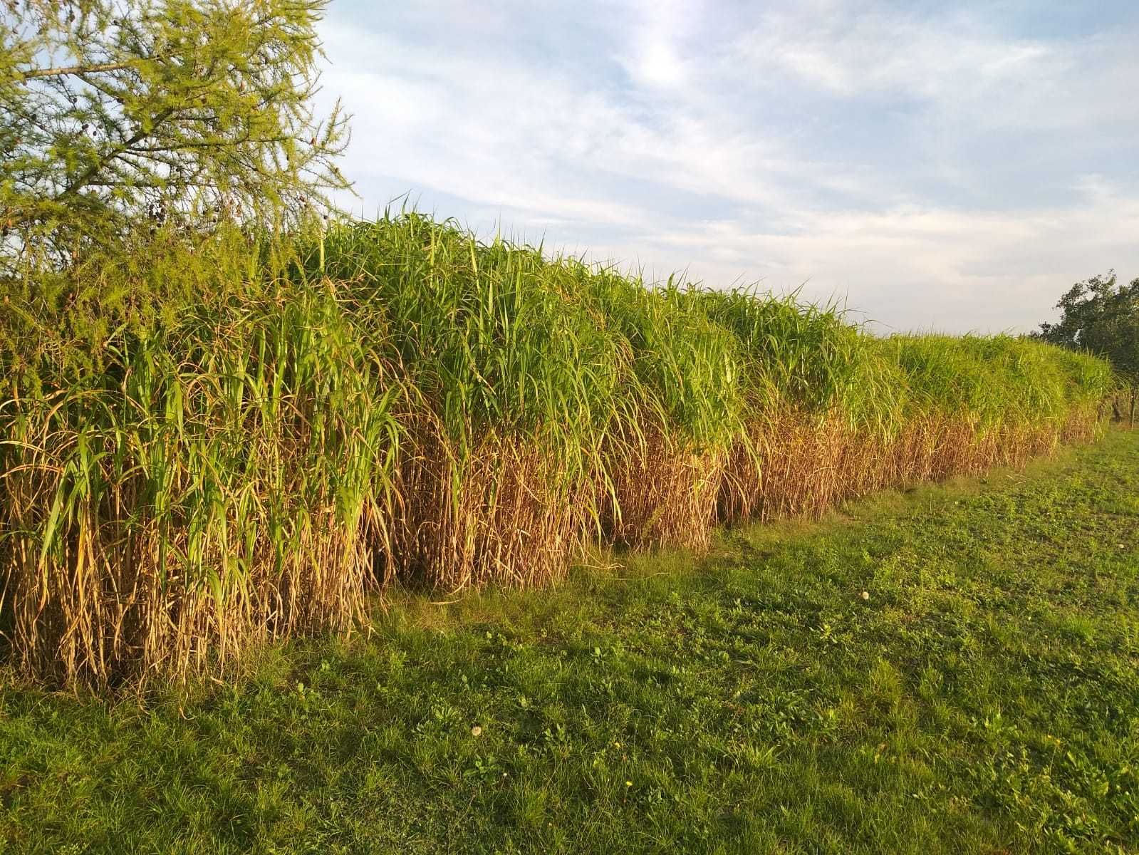 Miskant Olbrzymi  Trawa Słoniowa słoma