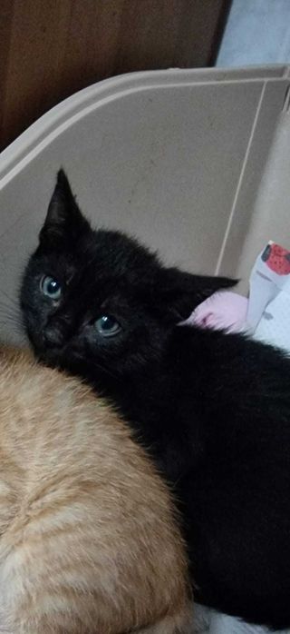 Gatas gatinhas bebés para adoção consciente