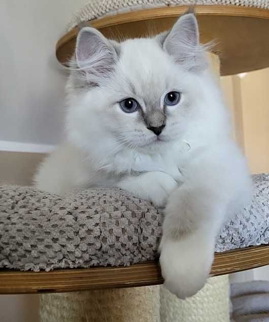 Kocięta Ragdoll  z rodowodem WCF