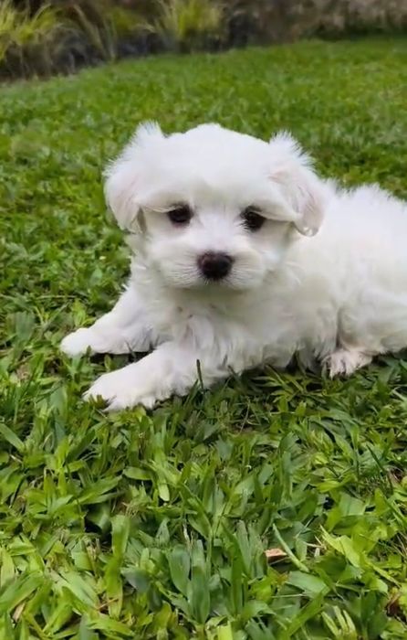 Bichon Maltes fêmea