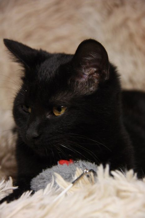 Кошеня Ремі, 5 міс