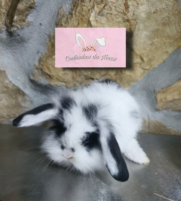 Coelhos anões mini lop