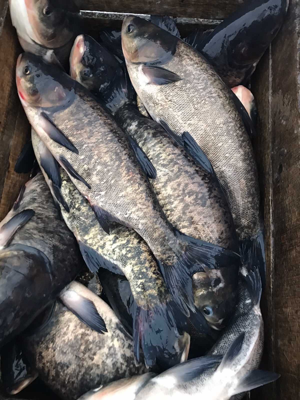 Продам свіжу рибу