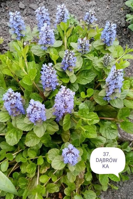 Kwiaty wieloletnie i zimujące