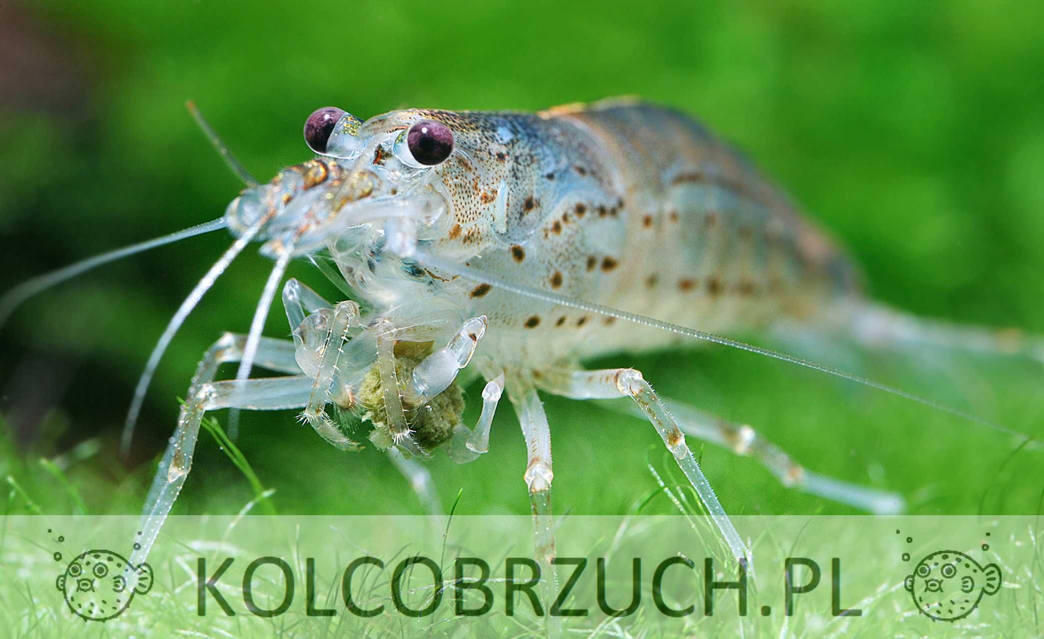 Krewetka Amano - Caridina multidentata - zjada glony - DOWÓZ, WYSYŁKA