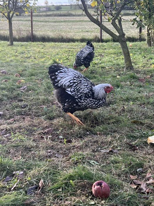 Koguty wyandotte olbrzymie