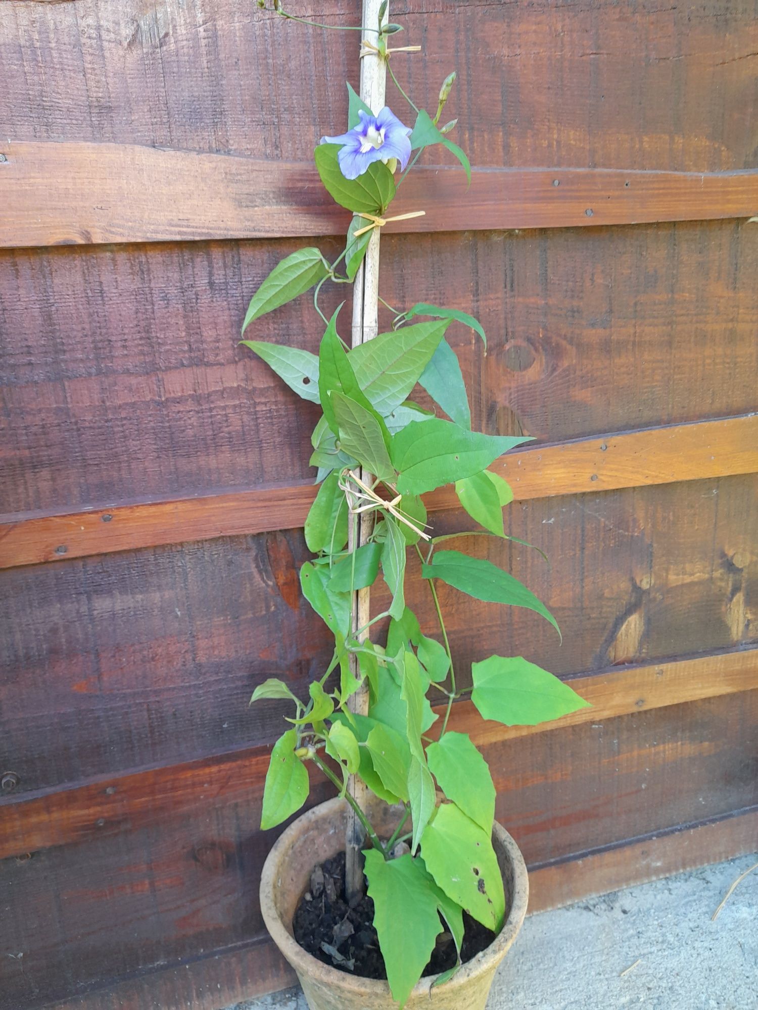 Trepadeira  com flores azuis