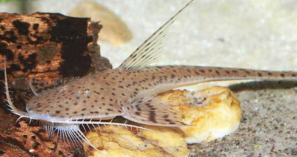 Glonojad - Planiloricaria cryptodon - odłów - WF - dowóz, wysyłka