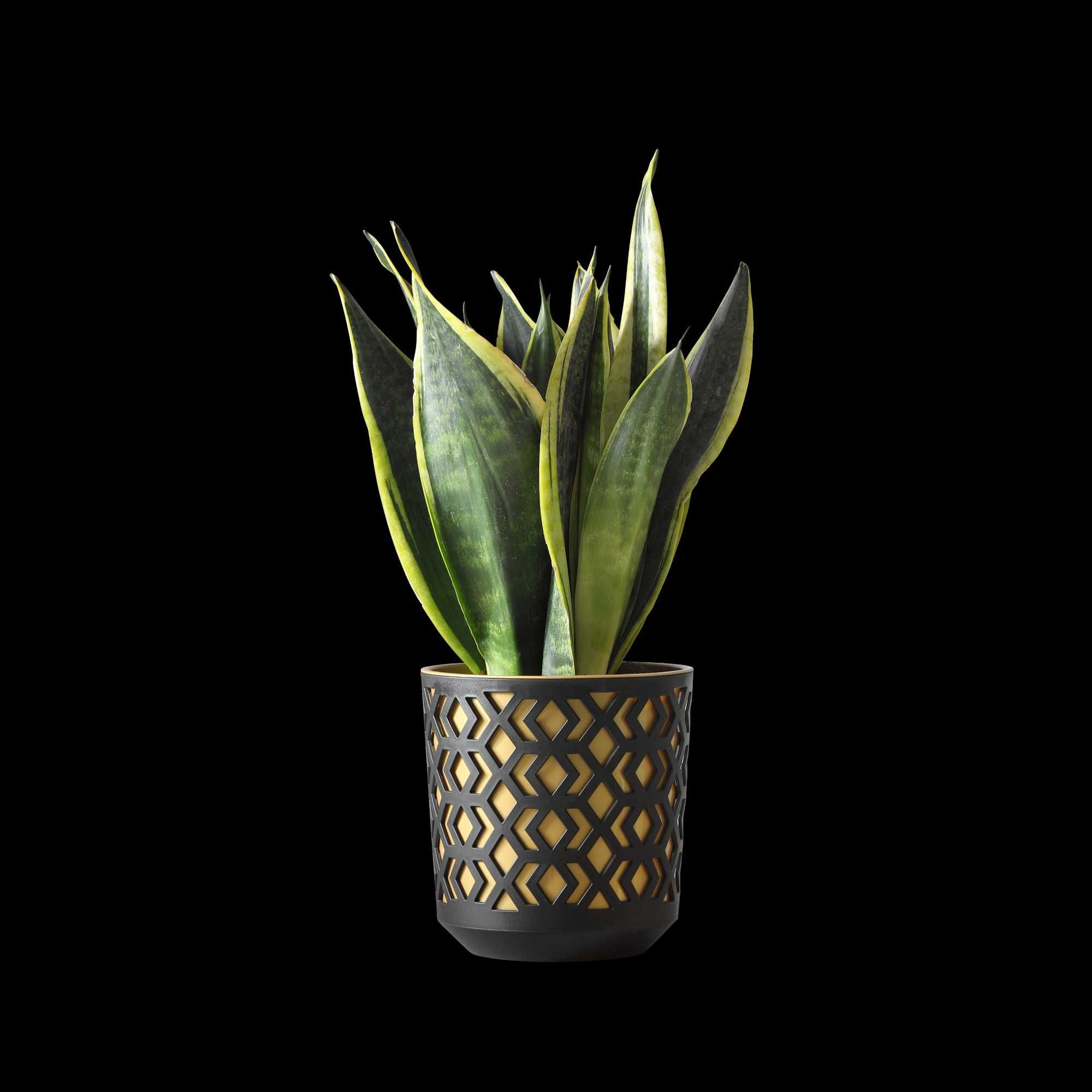 Donica Aztek 2 x 25 cm czarny / złoty