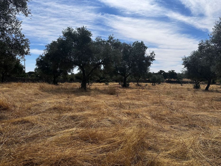 Terreno Rústico 2.132ha Zebreira para Agricultura e Criação de Gado