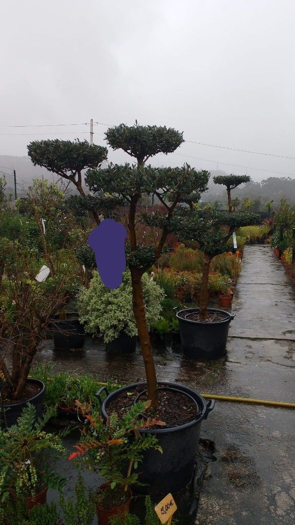 Várias plantas ,
