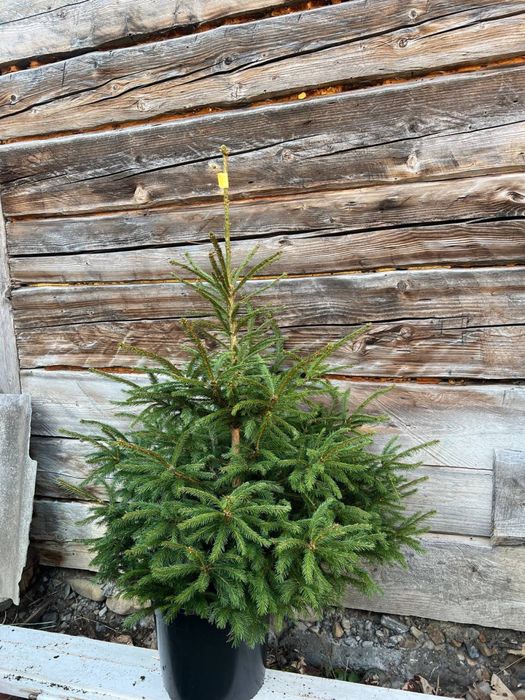 Ялина європейська(смерека)