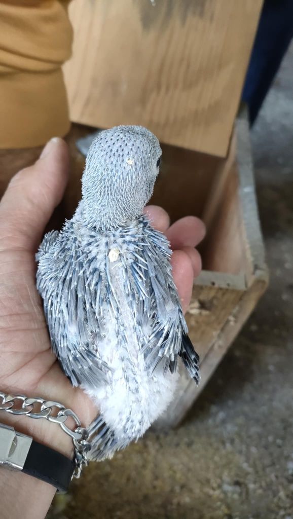 Diversas aves demosticados