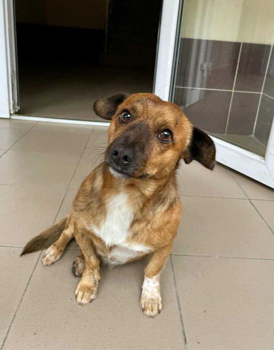 Цуценя шукає домівку!