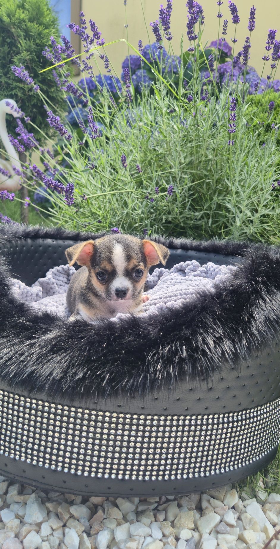 Piękny chłopczyk chihuahua krótkowłosy