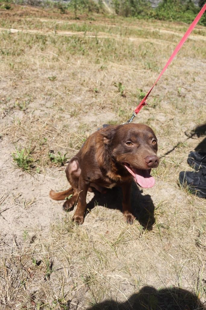 Ego cudowny piesek prosi o szansę, 3 letni czekoladowy samczyk