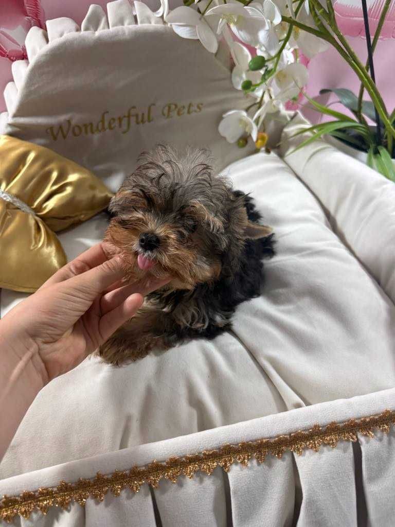 York Yorkshire Terrier słodki chłopczyk Czarno złoty gotowy do odbioru