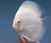 Discus White Glass 6-7cm - Grade A