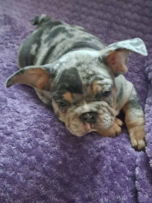 Szczeniak buldog francuski szuczka blue tan