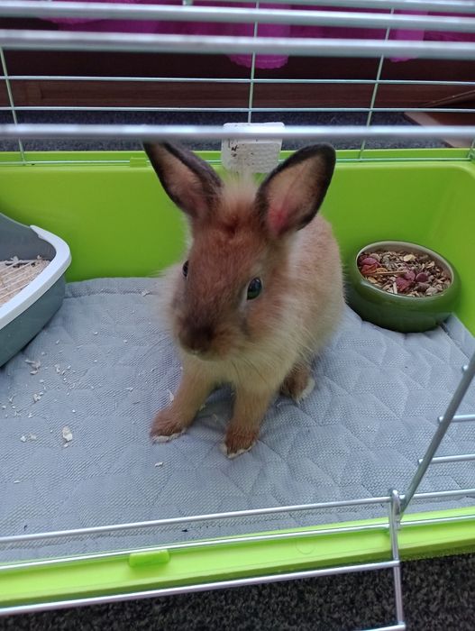 Królik miniaturka
