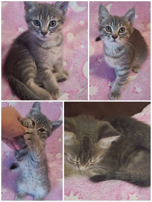 Кошеня напівбританец