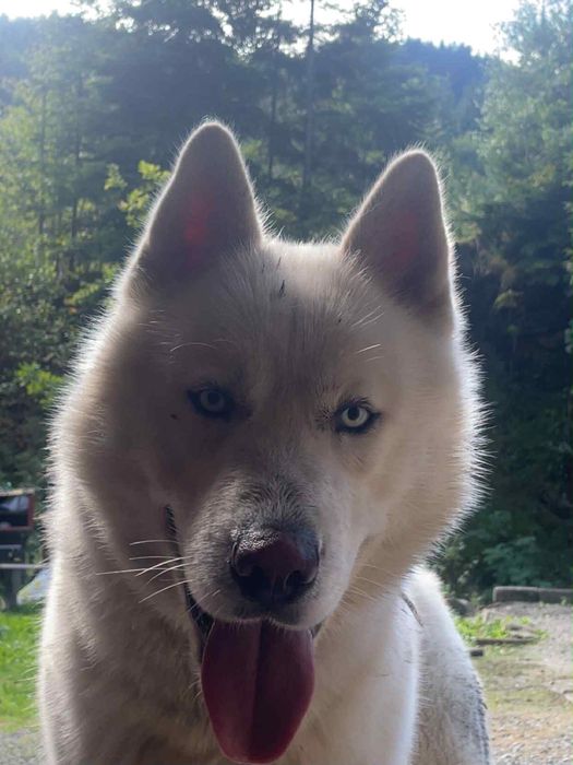 Sprzedam Husky syberian cena