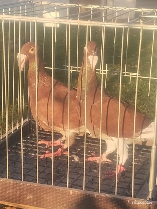 Rzeszowski gołębie rzeszowskie