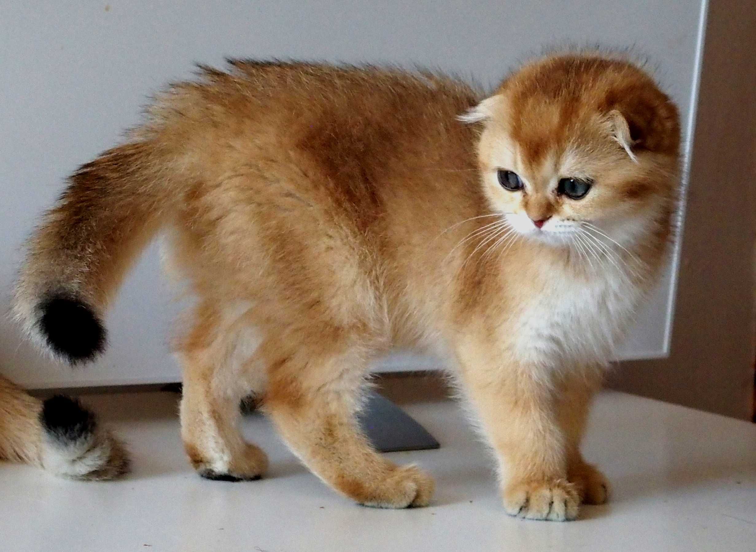 Kot Szkocki Zwisłouchy PZF WCF , Scottish Fold