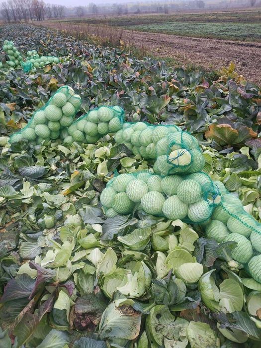 Продам капусту сорт Тайсон пізня ціна 5 грн/кг Оптом