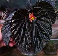 Begonia Blackblood