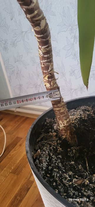 Вазонок пальма  юка гіганська