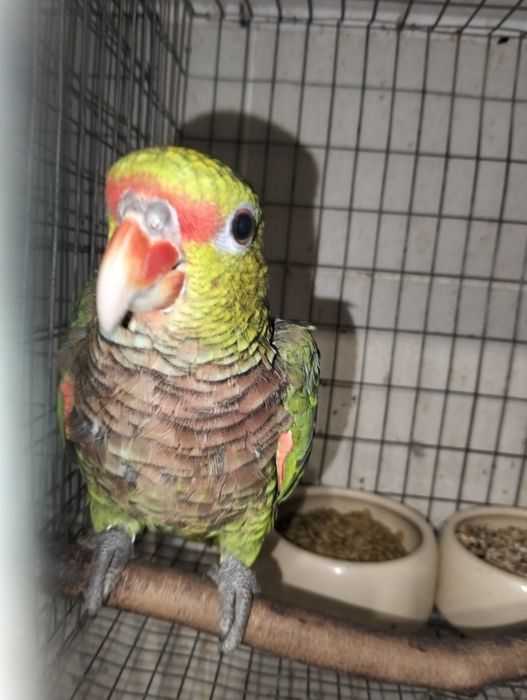 Papagaios amazonas e pionites