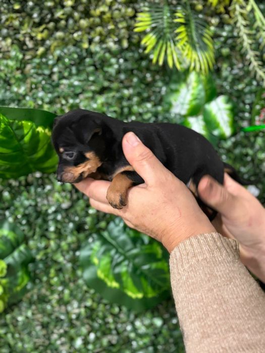 Pinscher preto afogueado machocho