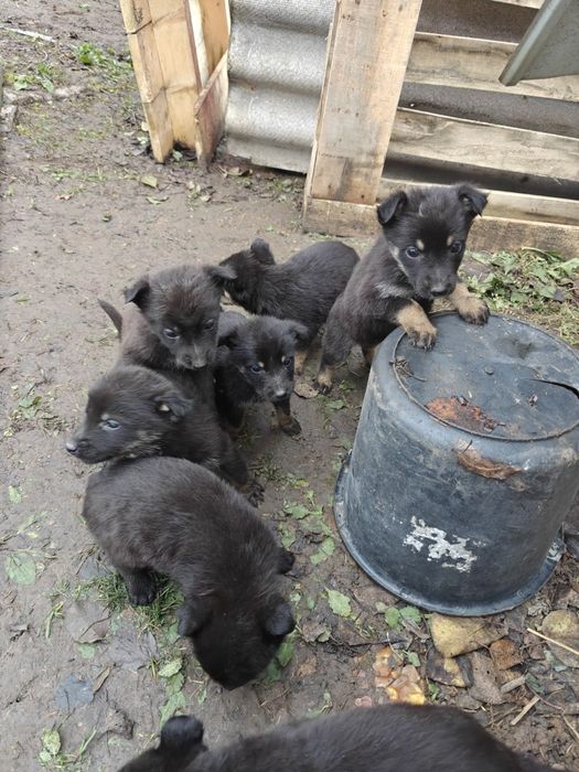 Віддам цуценят у добрі руки