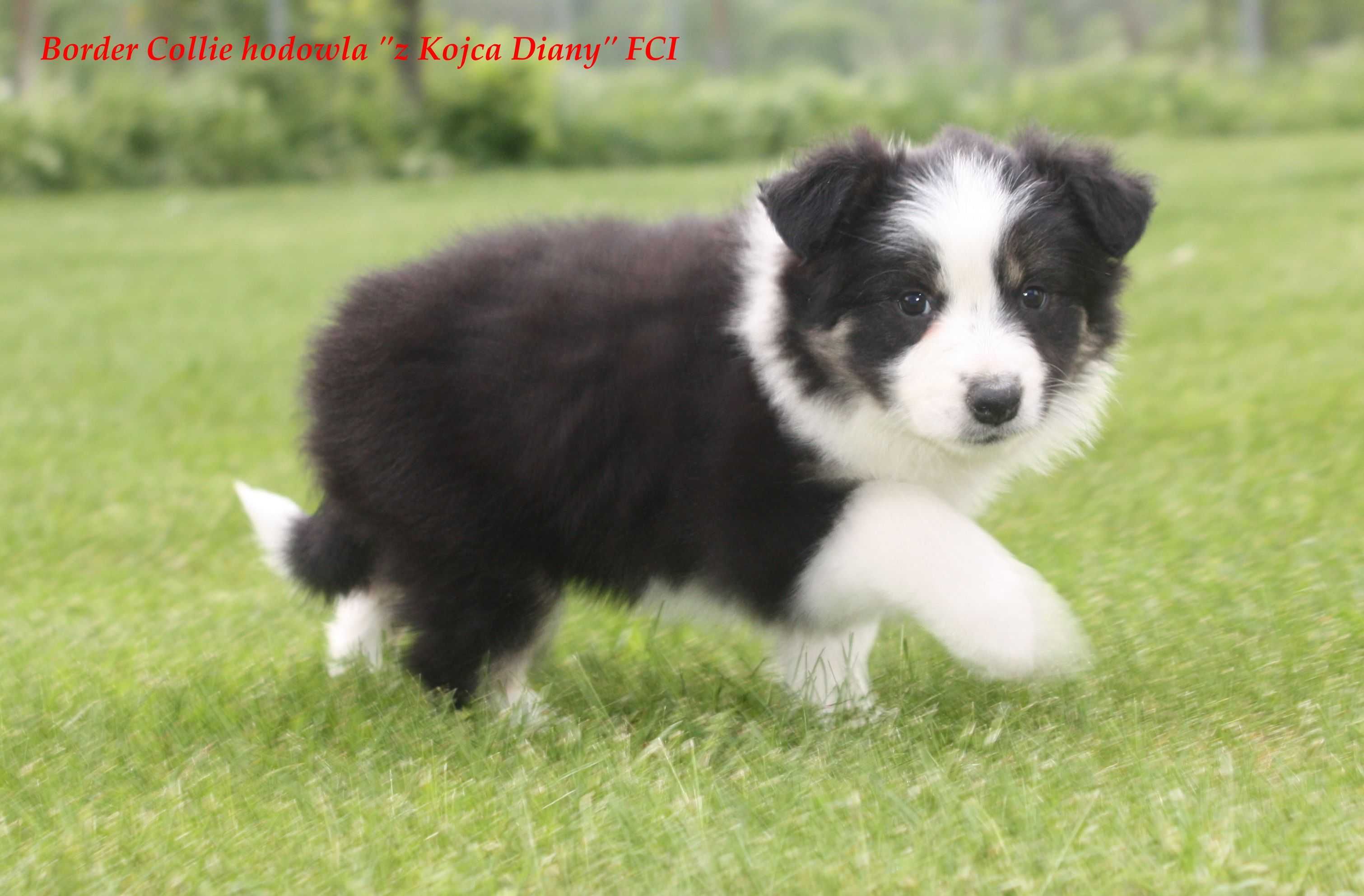 Border Collie, szczenięta FCI, suczka