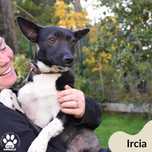 Ircia czeka na dom!