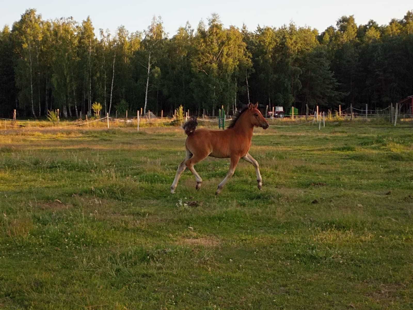 źrebięta huculskie- klaczki i ogierki- z tego roku, roczne i dwulatki