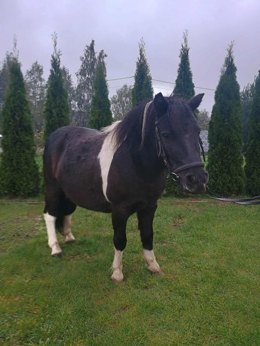 Sprzedam Klacz Kuc z siodłem i ogłowiem