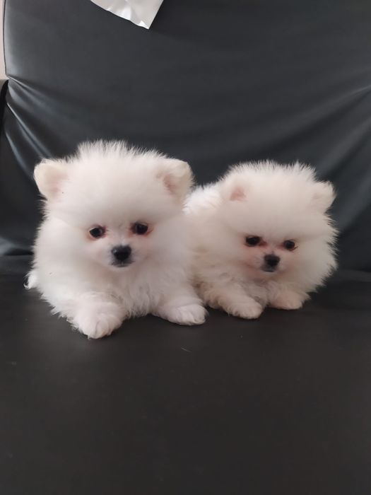 Szpic miniaturowy pomeranian