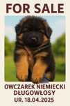 Owczarek niemiecki długowłosy FCI ZKwP