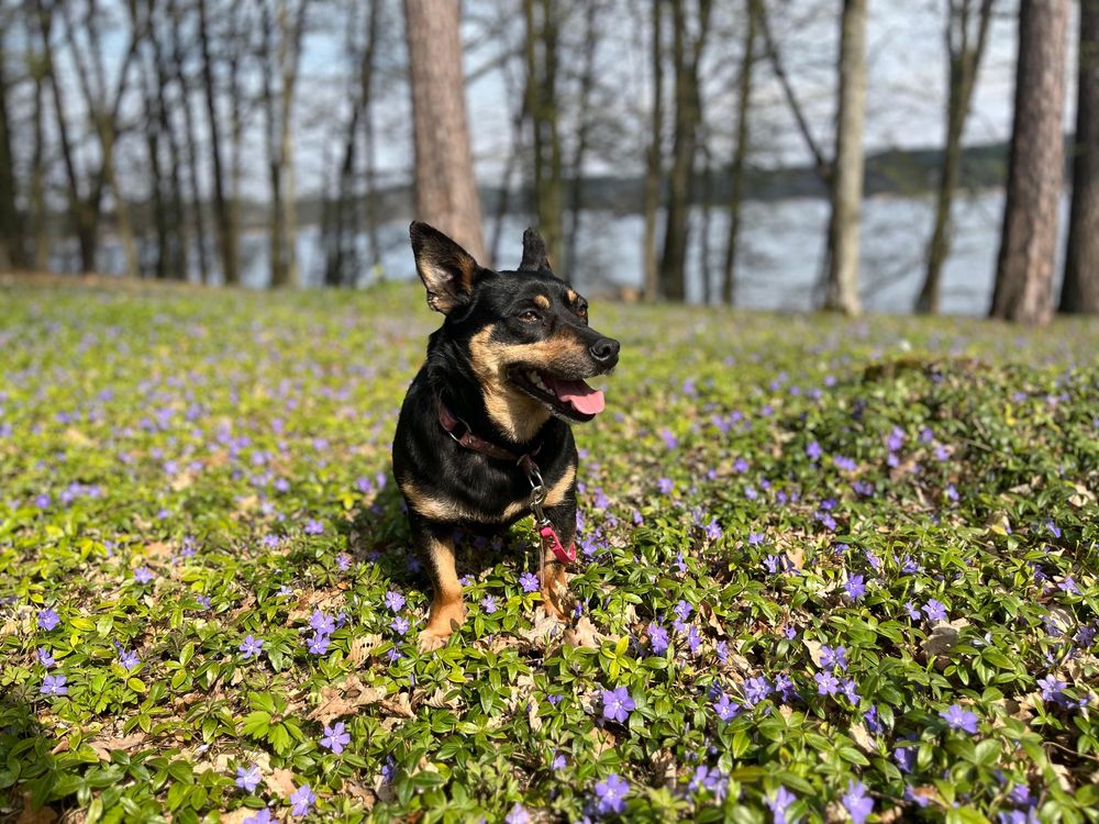 Suczka Nala do adopcji
