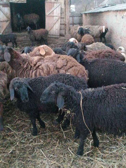 Вівці курдючної породи для розведення.
