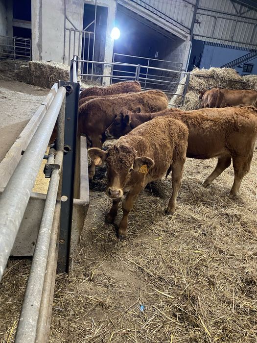 Vitelas cx de limousines Especisis